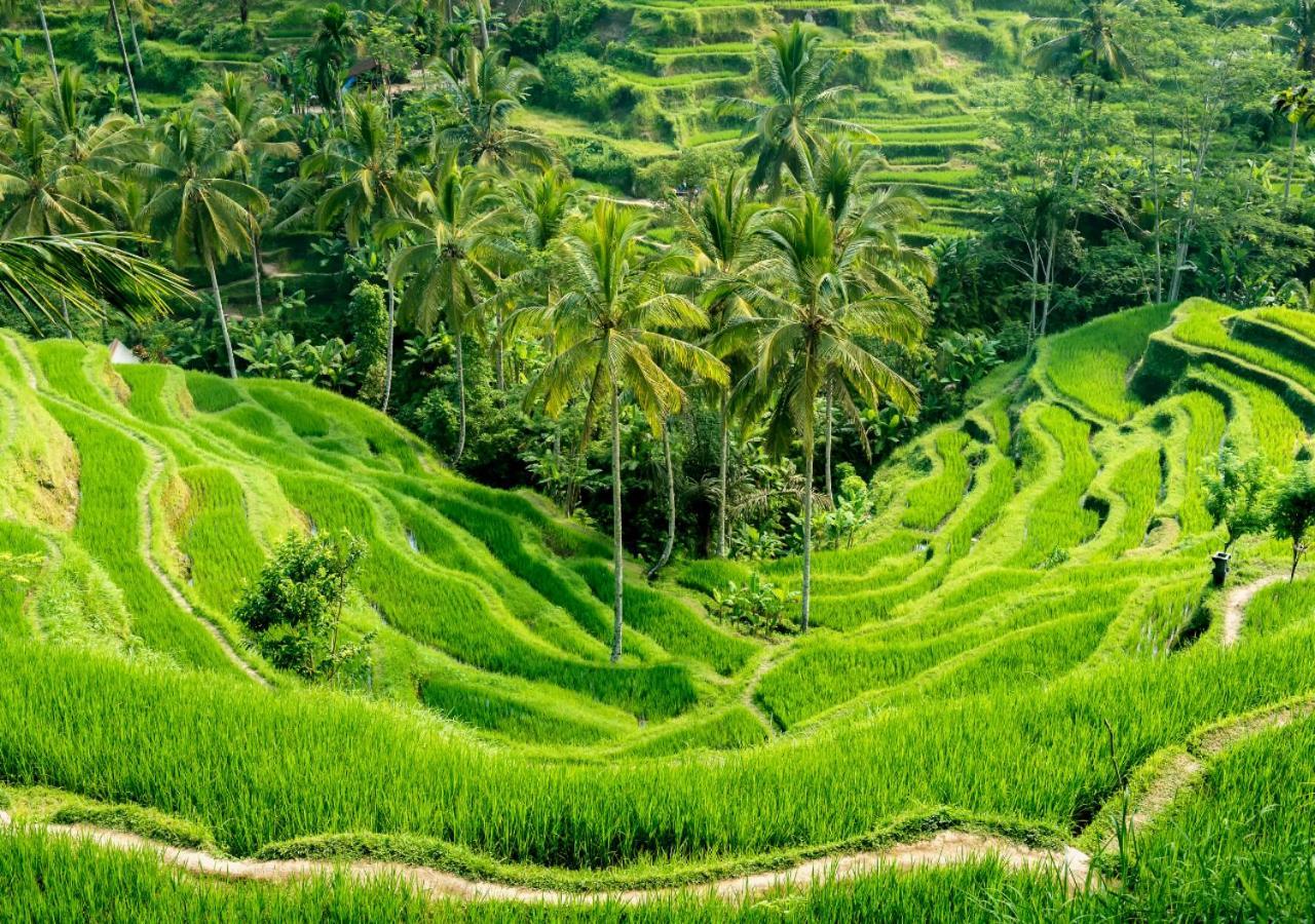 Capung Asri Eco Luxury Resort With Private Pool Villas Bedulu Exteriör bild